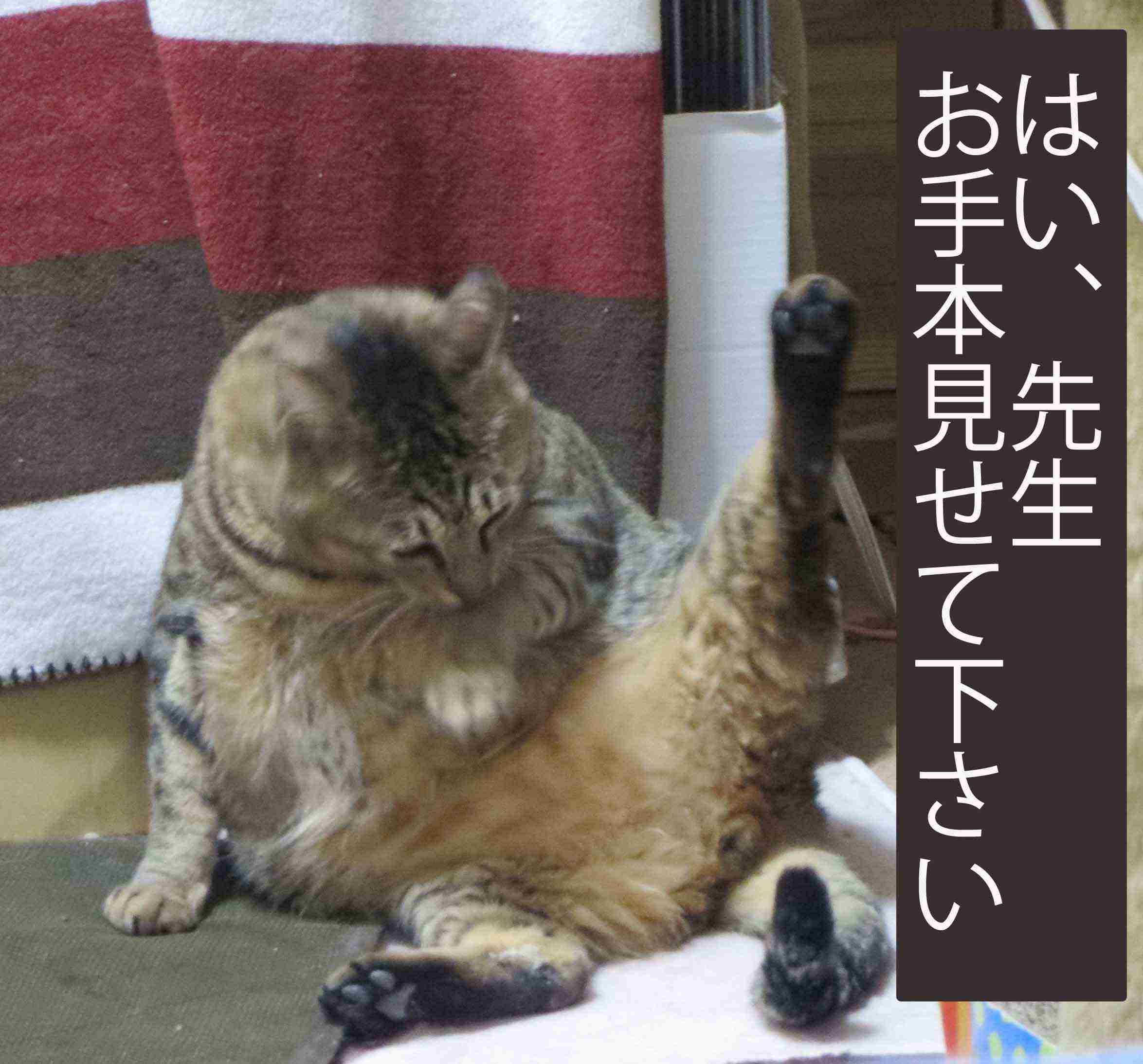 画像で会話するトピック