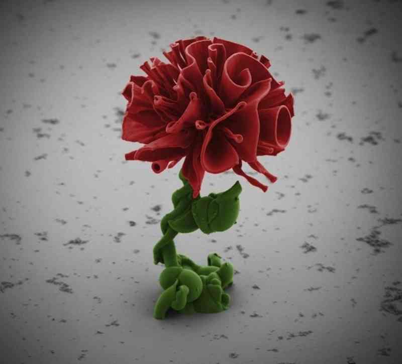 【写真】顕微鏡からのぞいた世界