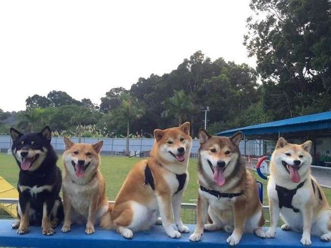 柴犬を隠し撮りした結果ｗ