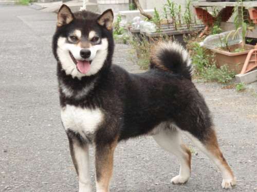 柴犬飼ってる人集まれ！