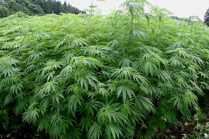 大麻について
