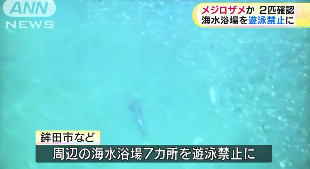 【茨城県】海岸にサメ現れる 海水浴場が遊泳禁止に