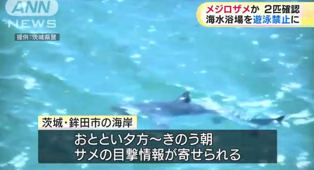 【茨城県】海岸にサメ現れる 海水浴場が遊泳禁止に