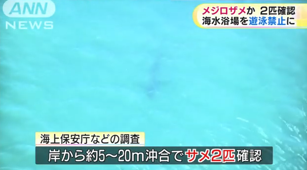 【茨城県】海岸にサメ現れる 海水浴場が遊泳禁止に