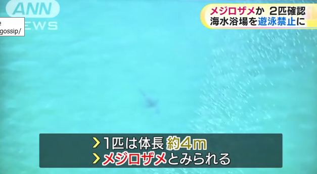 【茨城県】海岸にサメ現れる 海水浴場が遊泳禁止に