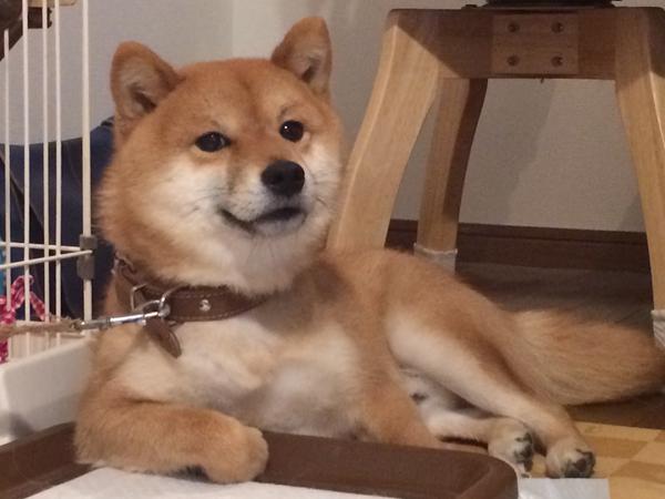 トイレでドヤ顔している犬がイケメンだと話題にｗｗ