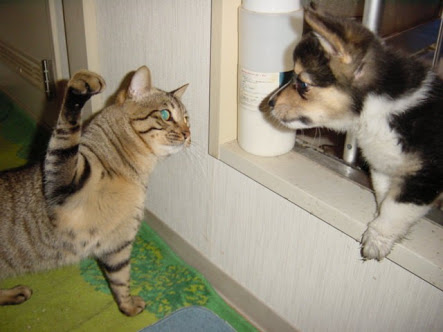 あなたは犬派?ねこ派?