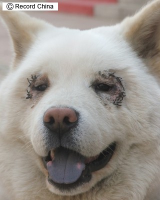 犬も“おめめパッチリ”にしたい！？韓国でペットの整形ブーム