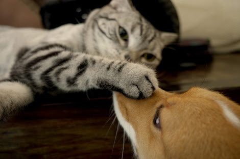 あなたは犬派?ねこ派?