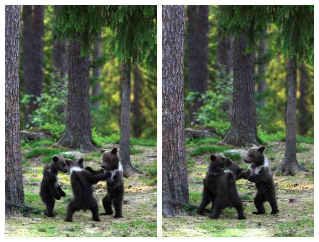 【画像】人間すぎる動物の画像を貼ろう！