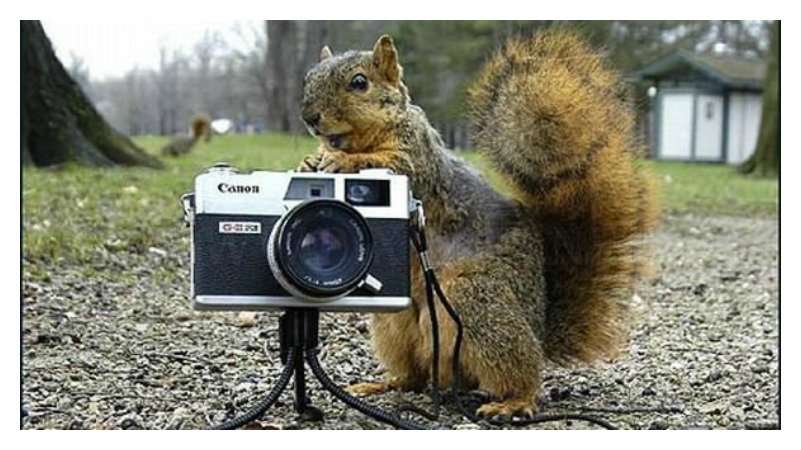 【画像】人間すぎる動物の画像を貼ろう！