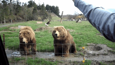 【画像】人間すぎる動物の画像を貼ろう！