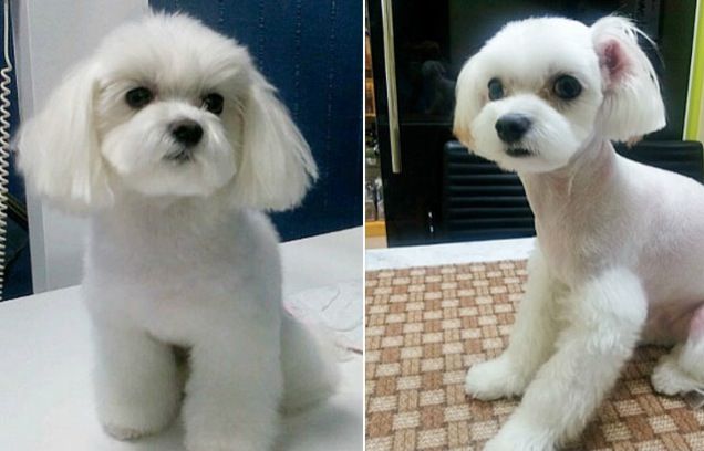 犬も“おめめパッチリ”にしたい！？韓国でペットの整形ブーム
