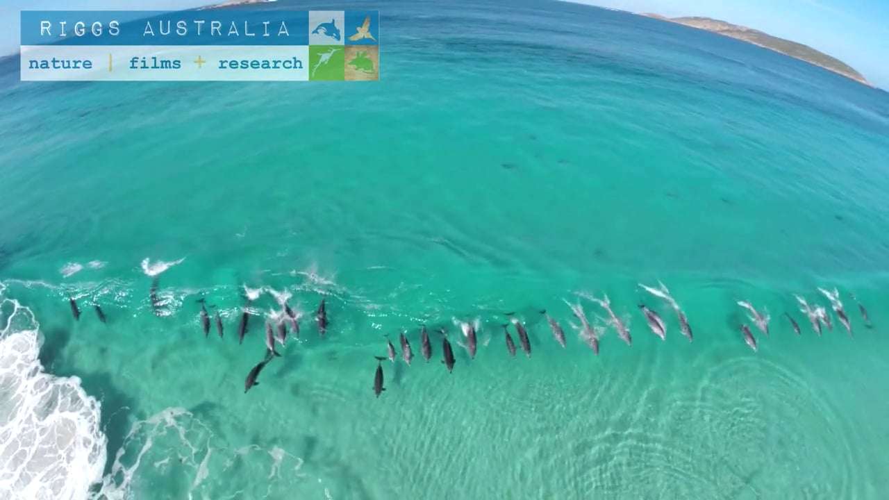 Dolphin Cove - Esperance WA - Original on Vimeo