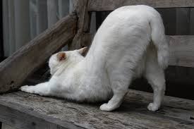 コテハンを有名人にして、ブレないコメントをするトピ