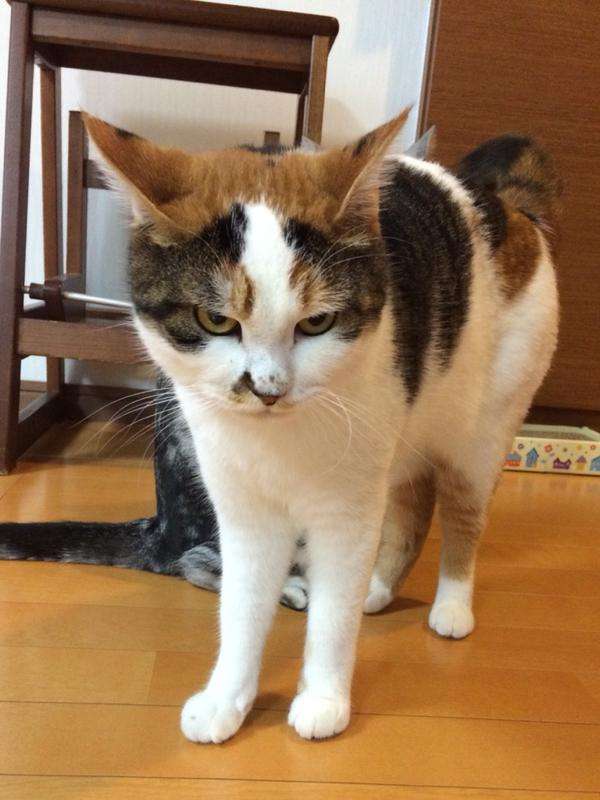 検索していて思わず笑った画像