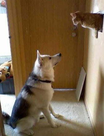 あなたは犬派?ねこ派?