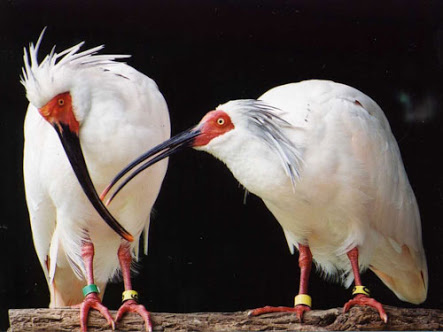 「♪鳥くん」命がけ救助　沖合でおぼれた女性　3人に感謝状【千葉】