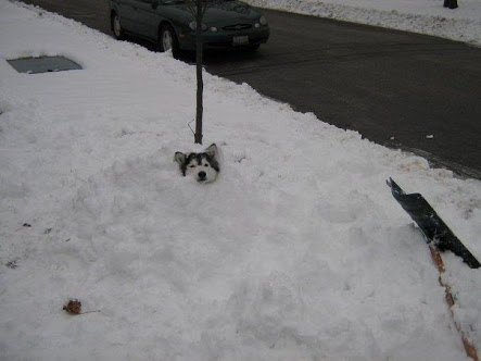 あなたは犬派?ねこ派?