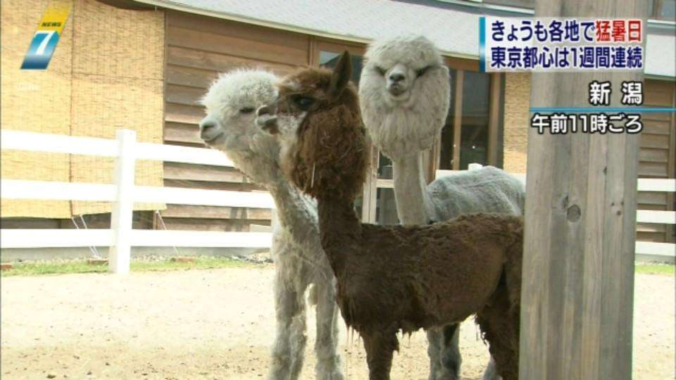 検索していて思わず笑った画像