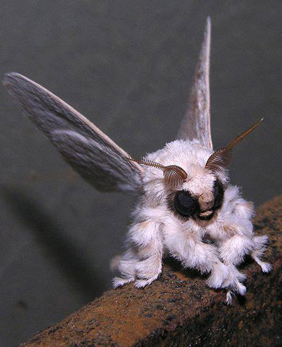 【閲覧注意?】ちょっと怖い生き物が好きな方