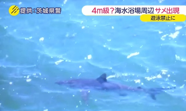 【茨城県】海岸にサメ現れる 海水浴場が遊泳禁止に