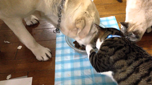 あなたは犬派?ねこ派?
