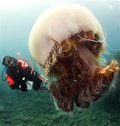 大きな生き物の画像を貼るトピ