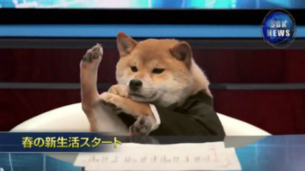 柴犬飼ってる人集まれ！