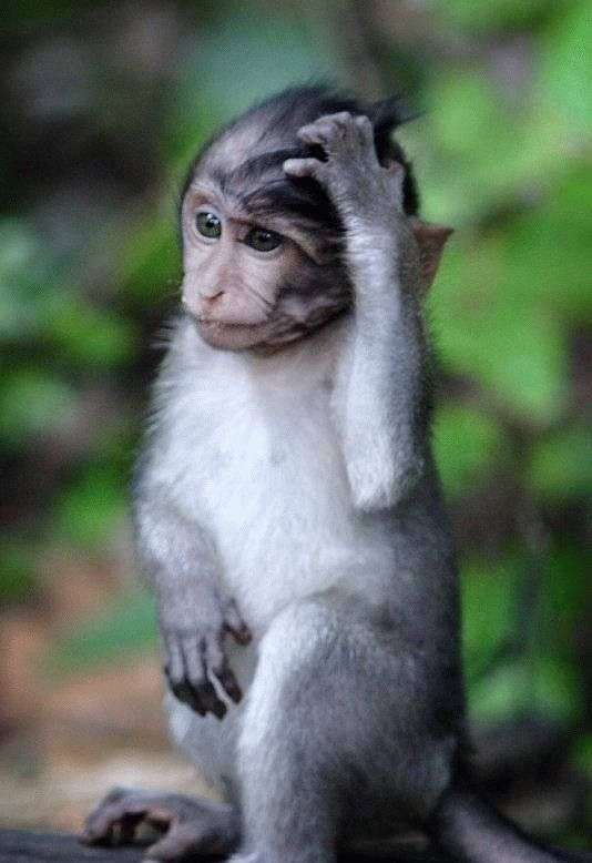 【画像】人間すぎる動物の画像を貼ろう！
