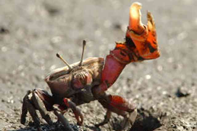 コテハンを有名人にして、ブレないコメントをするトピ