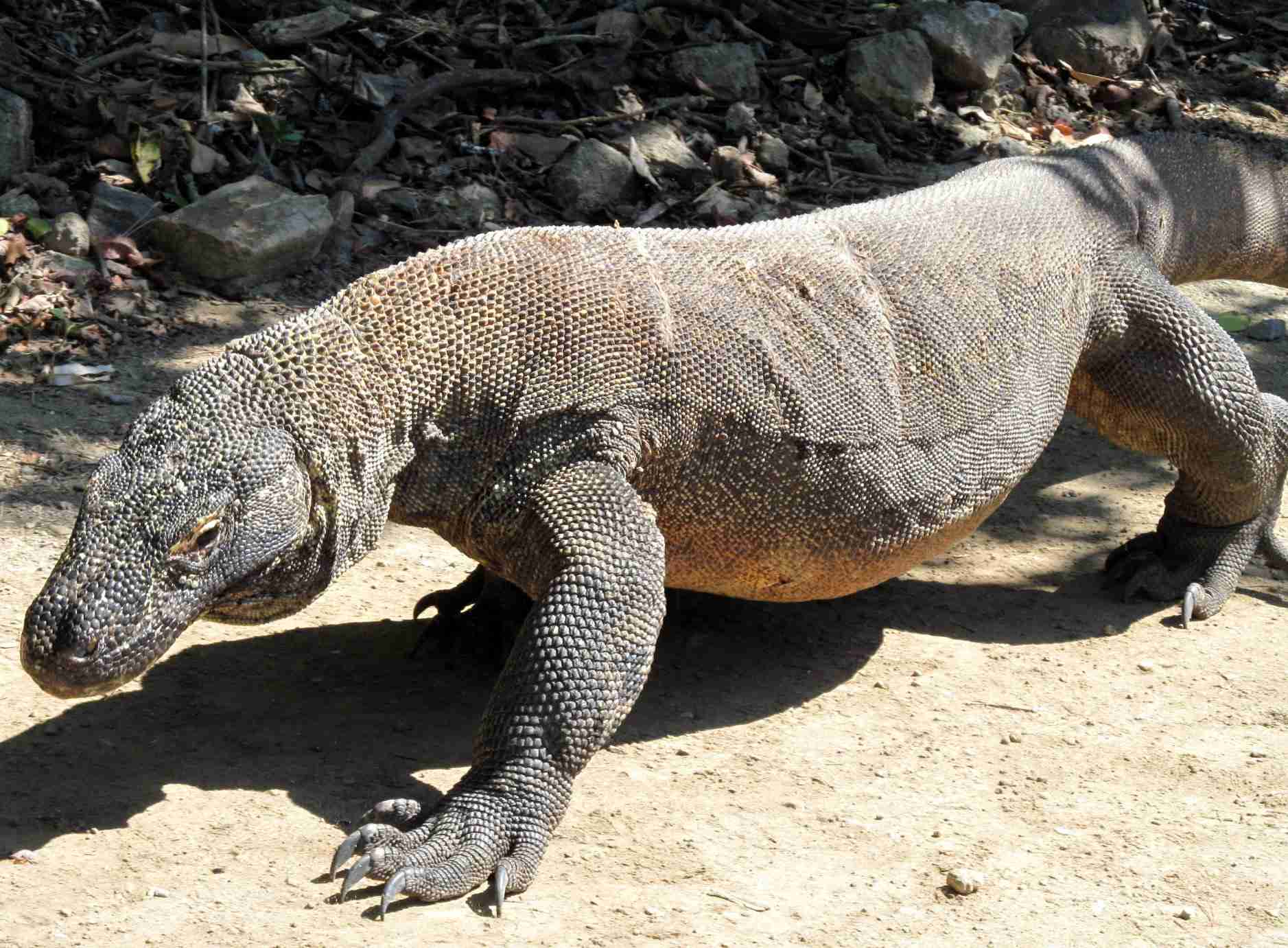 大きな生き物の画像を貼るトピ