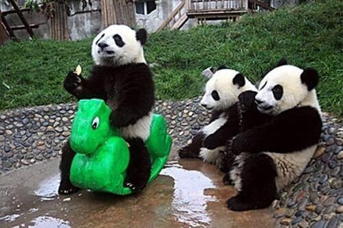 【画像】人間すぎる動物の画像を貼ろう！