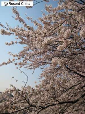 韓国メディアが「桜は軍国主義の象徴」と主張 中国ネットは呆れ - ライブドアニュース