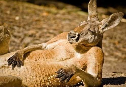 【画像】人間すぎる動物の画像を貼ろう！