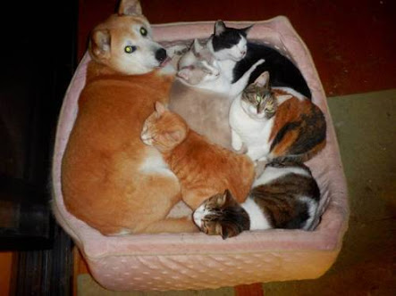 あなたは犬派?ねこ派?