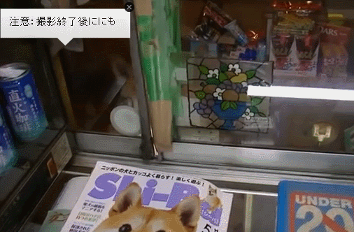柴犬飼ってる人集まれ！