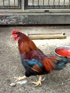 コテハンを有名人にして、ブレないコメントをするトピ