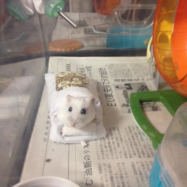 布団に入って寝るハムスターがかわいすぎると話題に