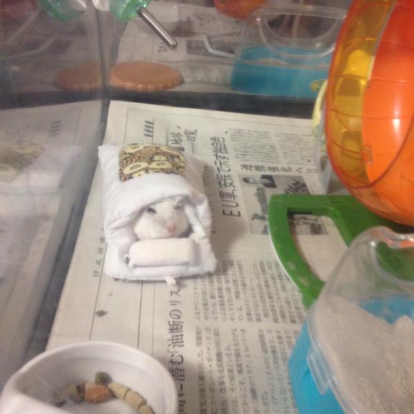 布団に入って寝るハムスターがかわいすぎると話題に