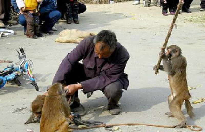 【画像】人間すぎる動物の画像を貼ろう！