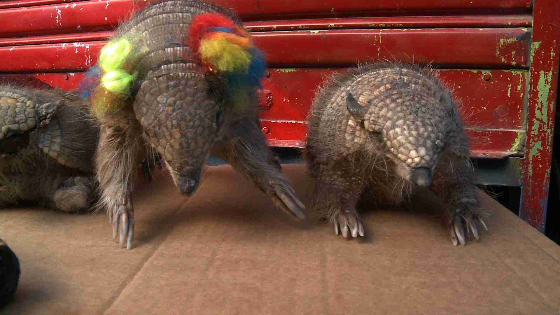 動物保護か伝統か、南米ボリビアの「アルマジロ問題」 - YouTube