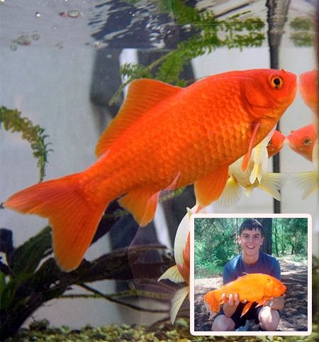 大きな生き物の画像を貼るトピ