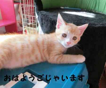 静かな気持ちで話すトピ