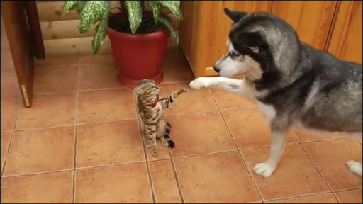 あなたは犬派?ねこ派?