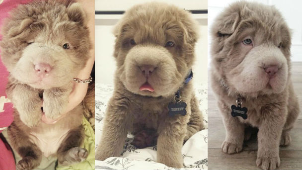 まるでテディベア♪もふもふなシャーペイ犬が世界で話題♪
