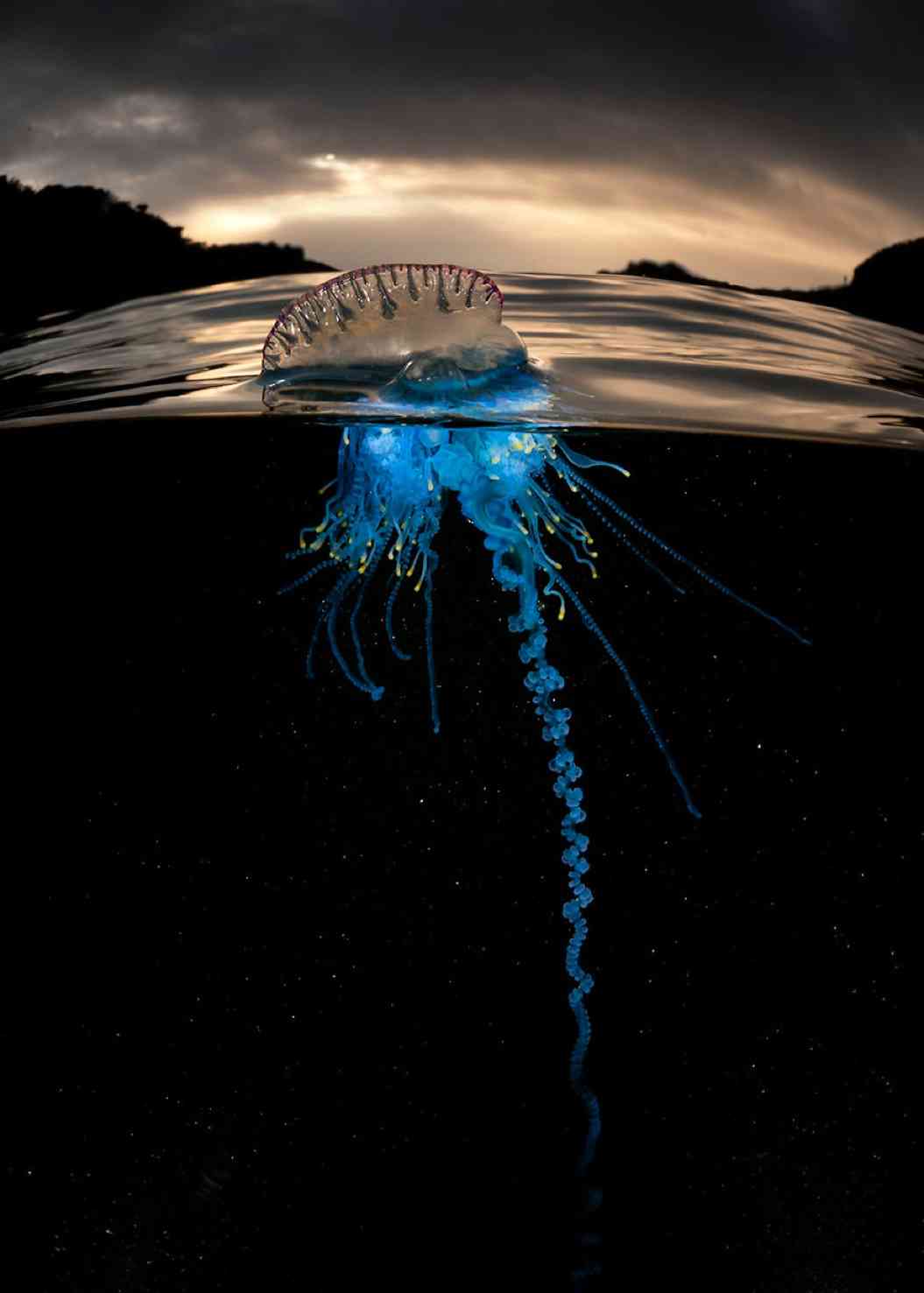美しく危険な海の生物！「境界線」を撮影したら、神秘的な世界が待っていた…