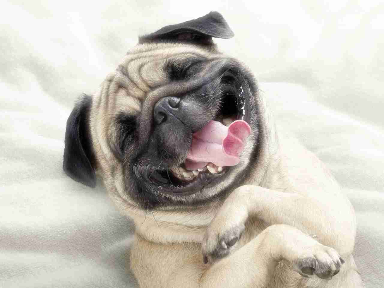 犬も“おめめパッチリ”にしたい！？韓国でペットの整形ブーム