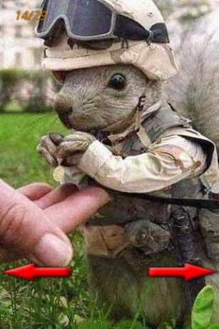 【画像】人間すぎる動物の画像を貼ろう！