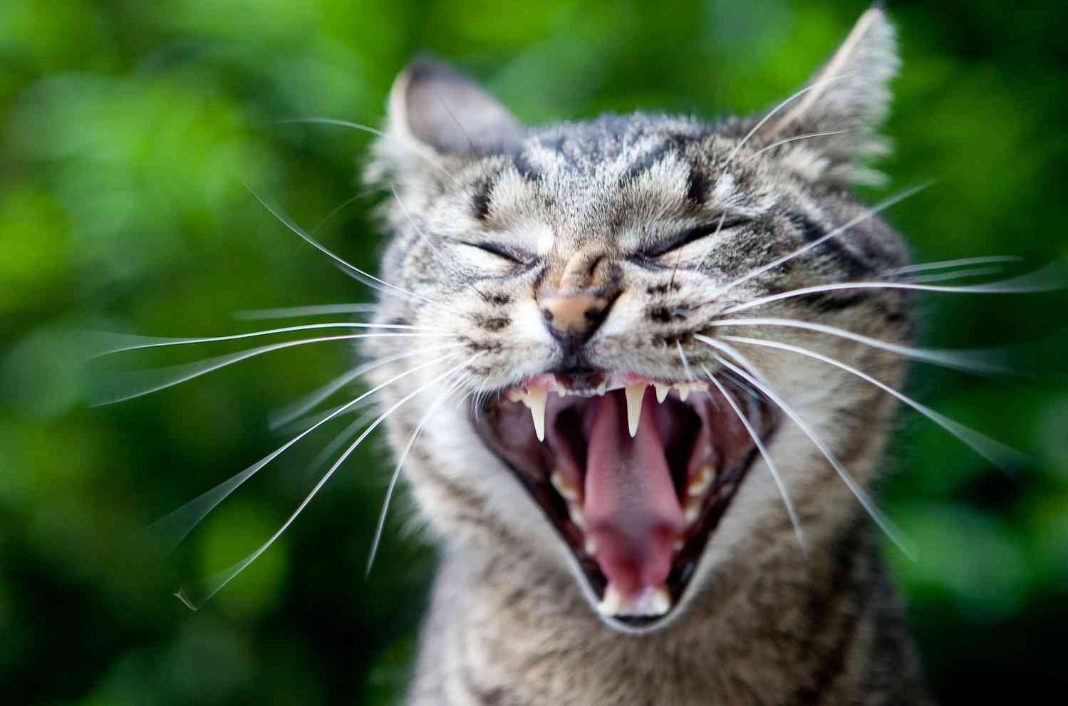 つい嗅いでしまう物